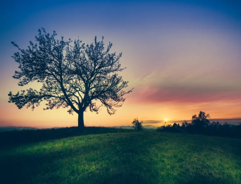Baum